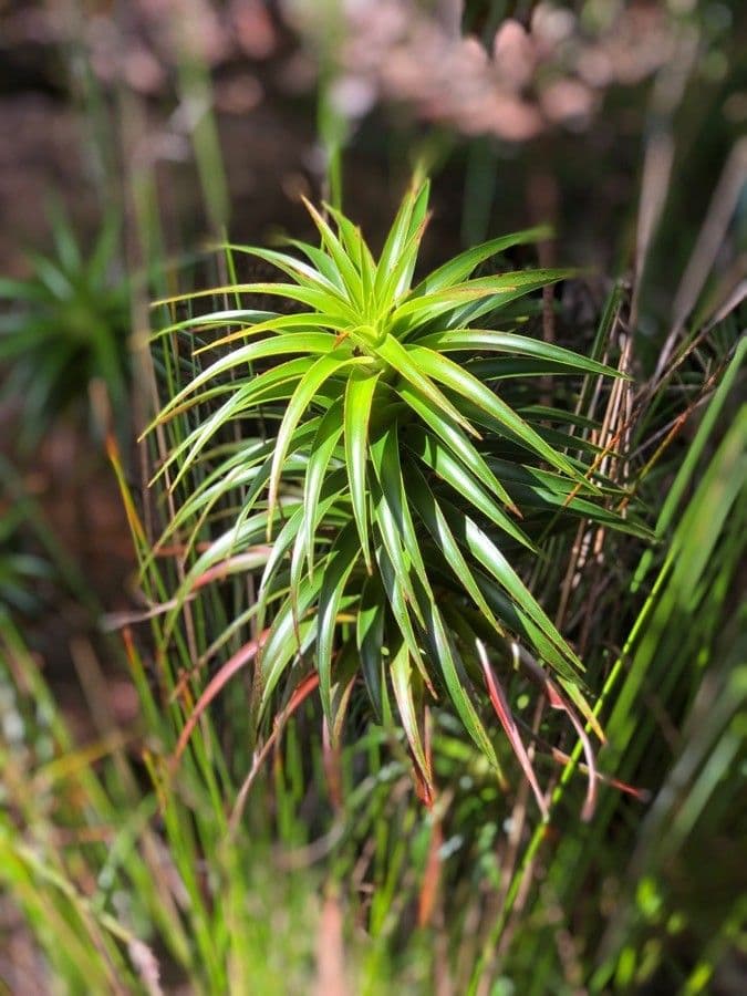 Dracophyllum 16