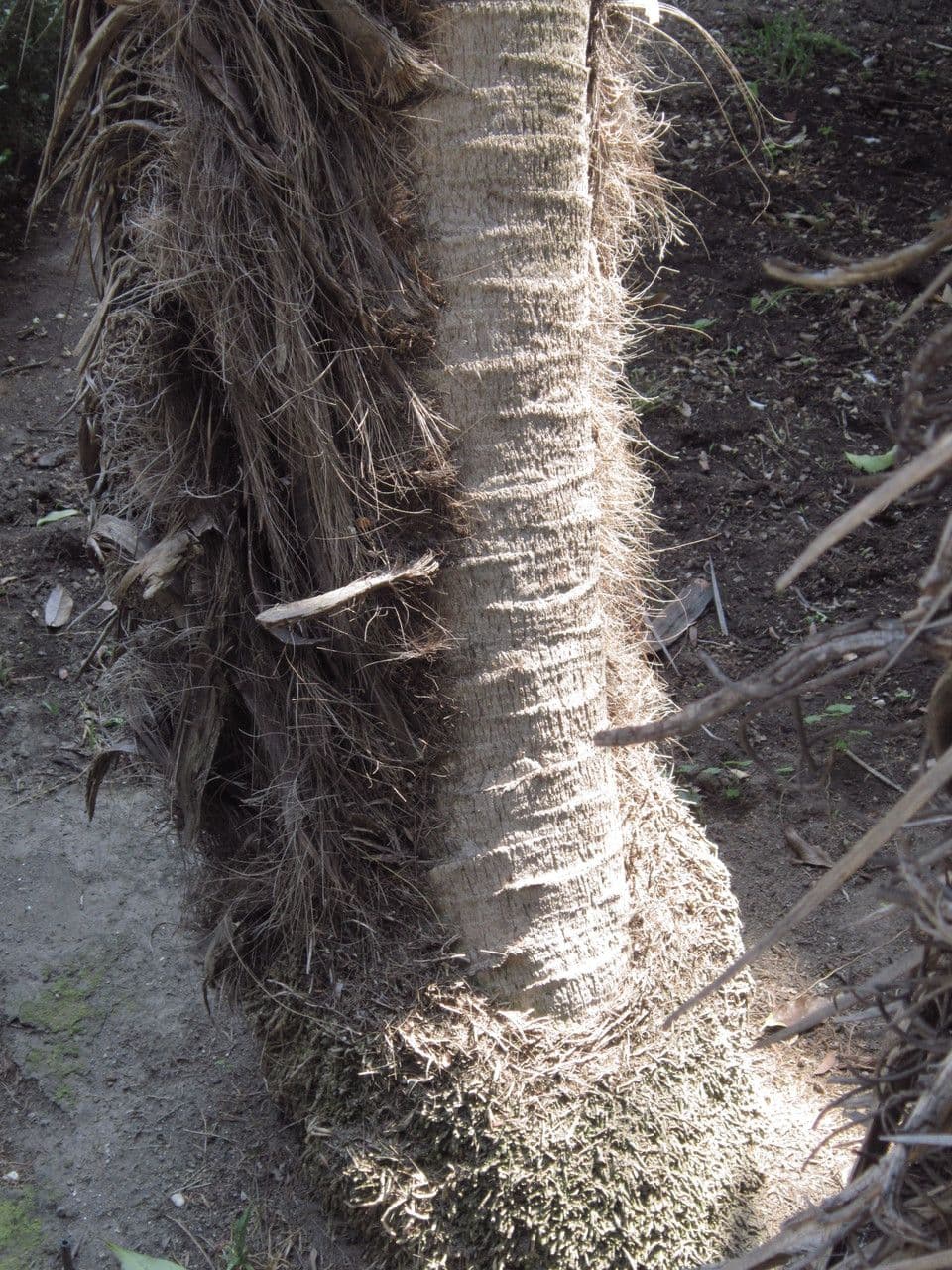 Trithrinax polny 15