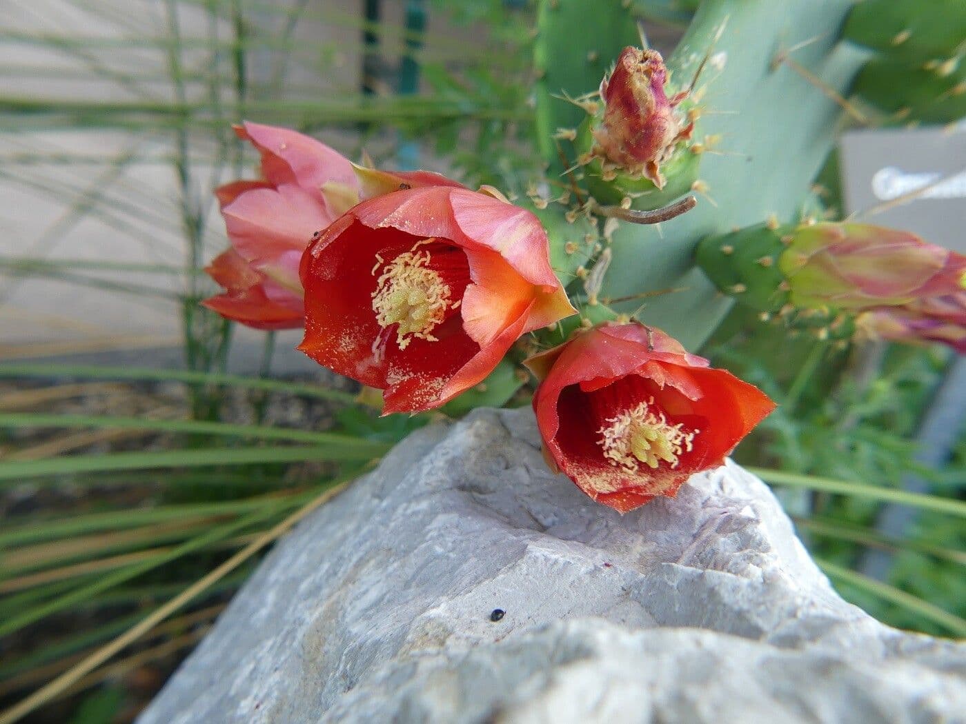 Opuntia alta 3