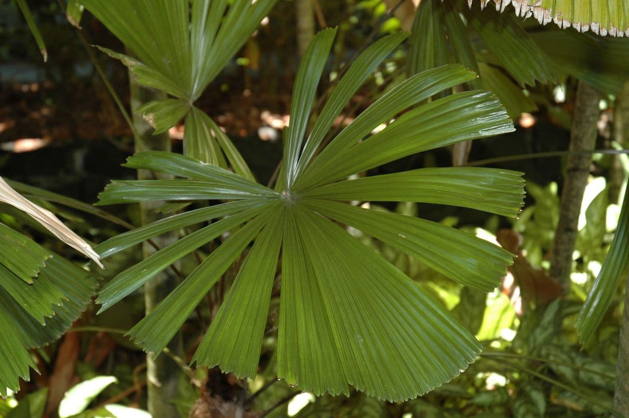 Licuala 2