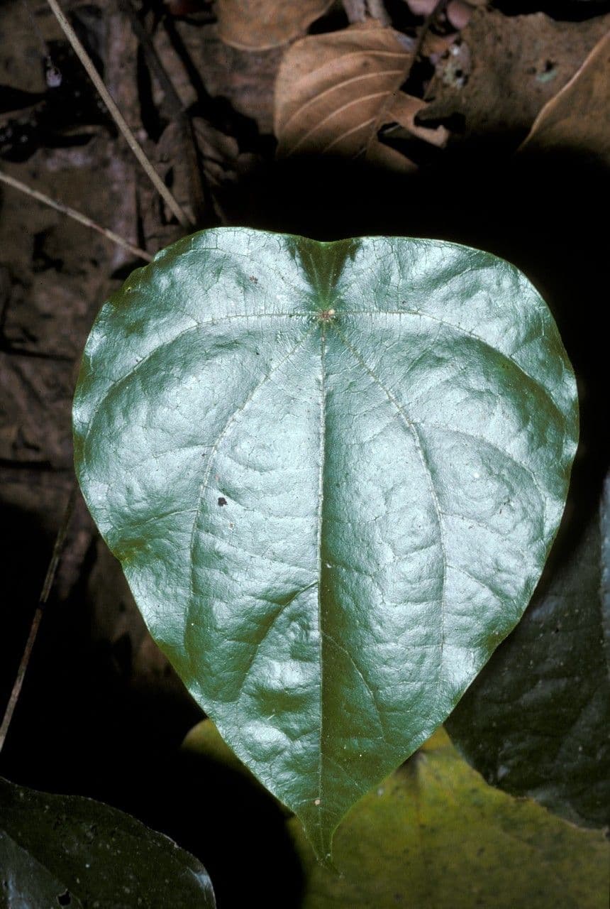 Coscinium 2