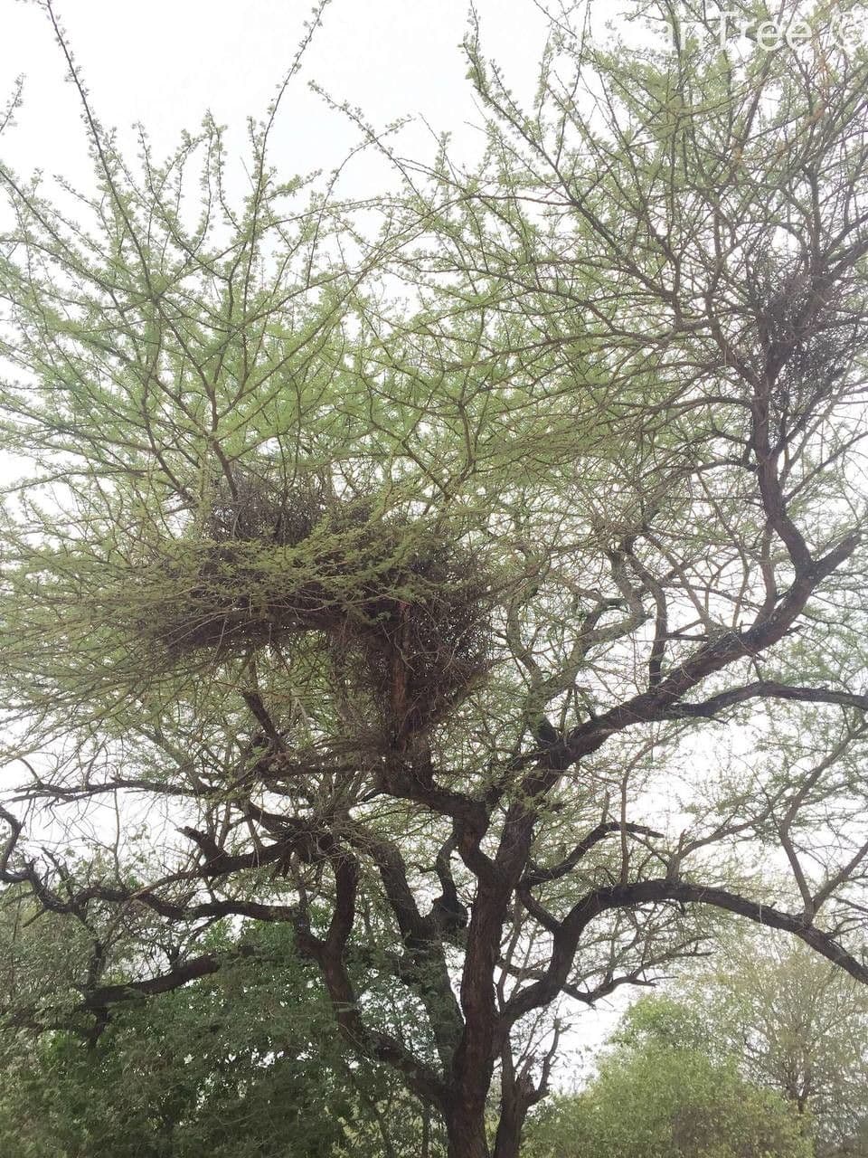 Acacia tortuosa 12
