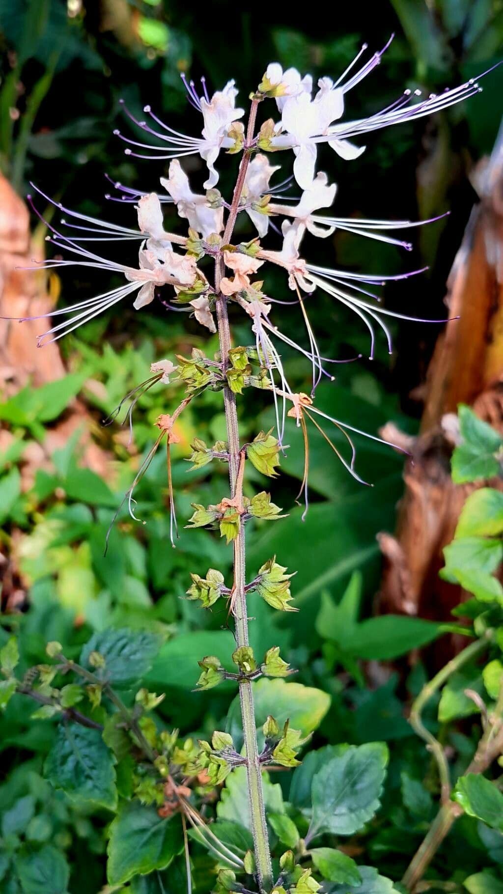 Orthosiphon