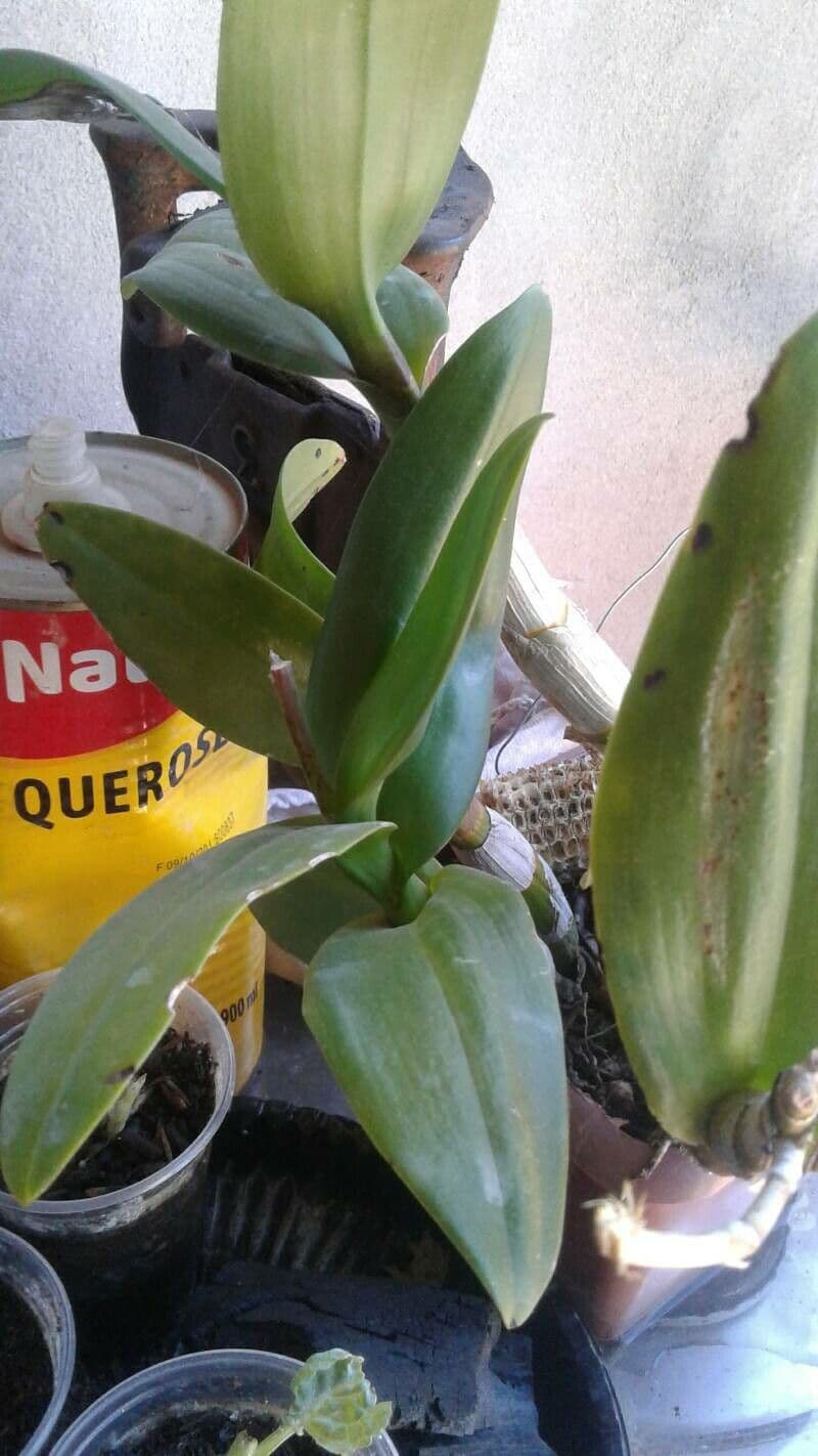 Epidendrum 9