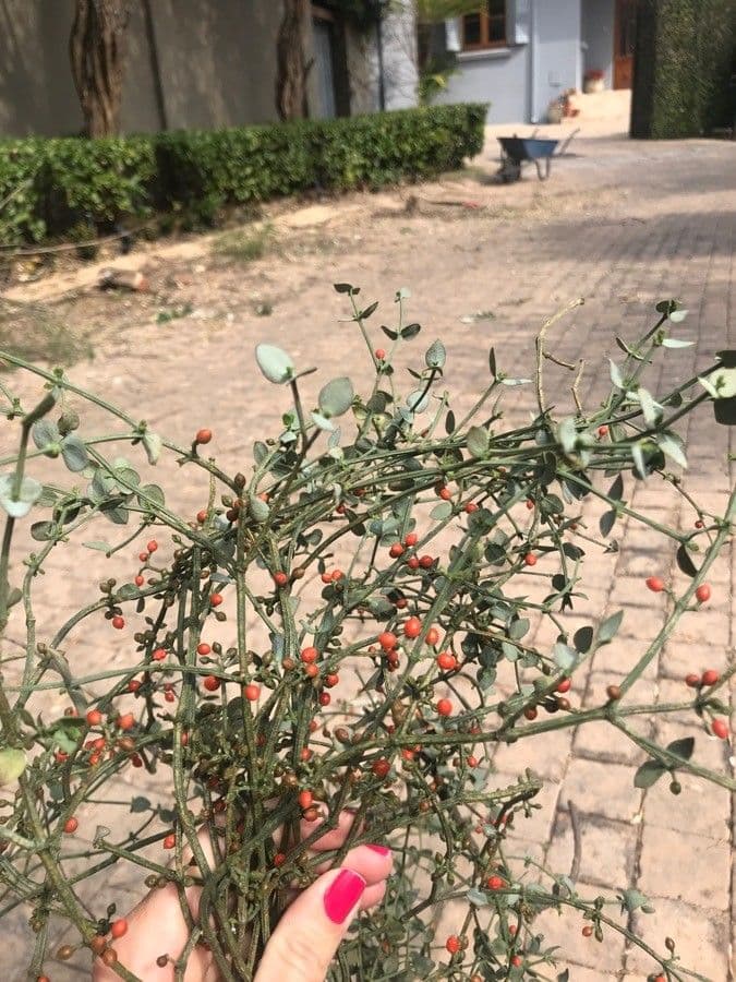 Solanum villosum 13