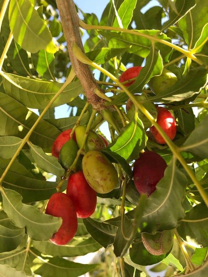 Kafferpflaume 5