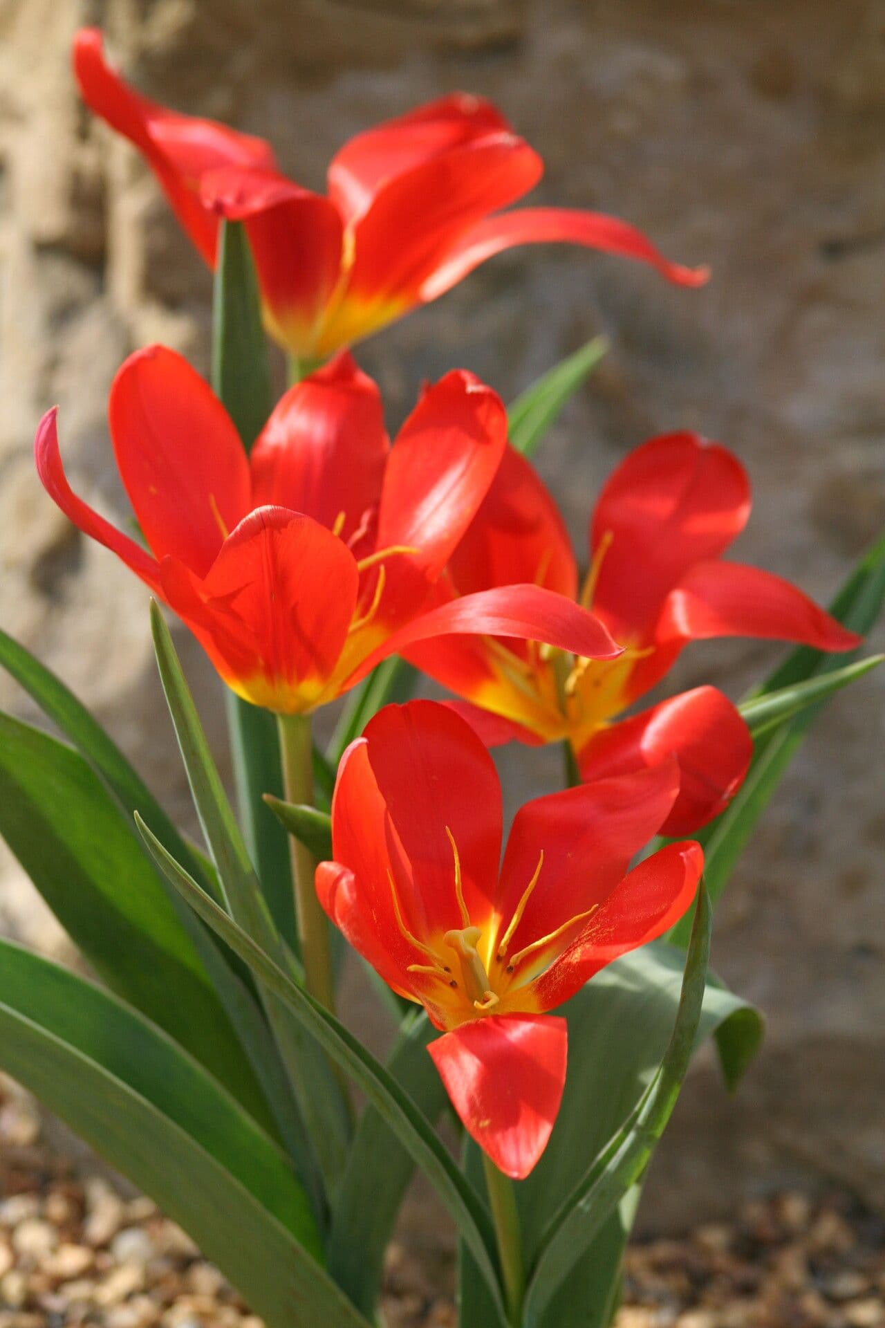 Tulipano