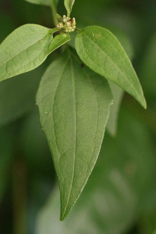 Herbe du Laos 18