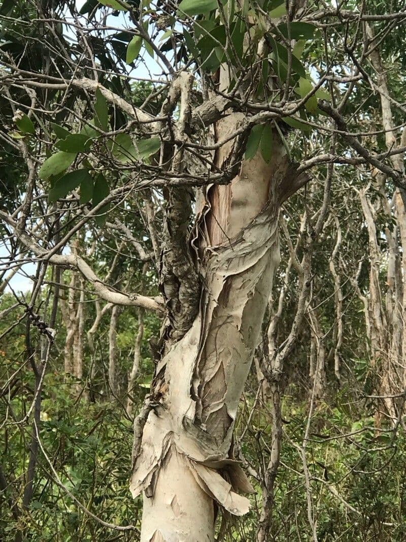 Fünfnerviger Teebaum 16