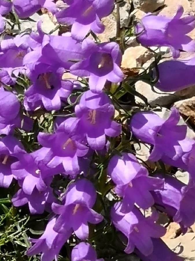 Campanula speciosa 4