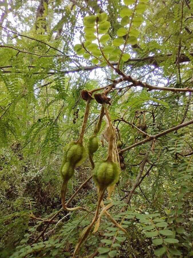 Sophora 2