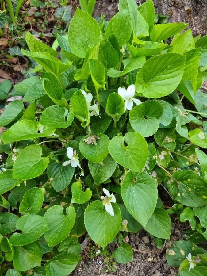 Viola odorata 14