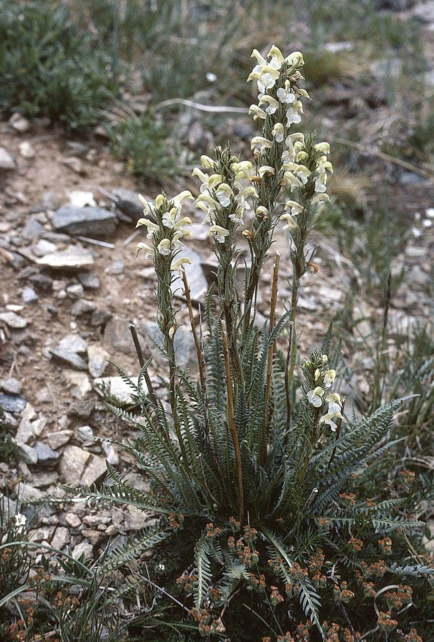 Pedicularis di Parry 7