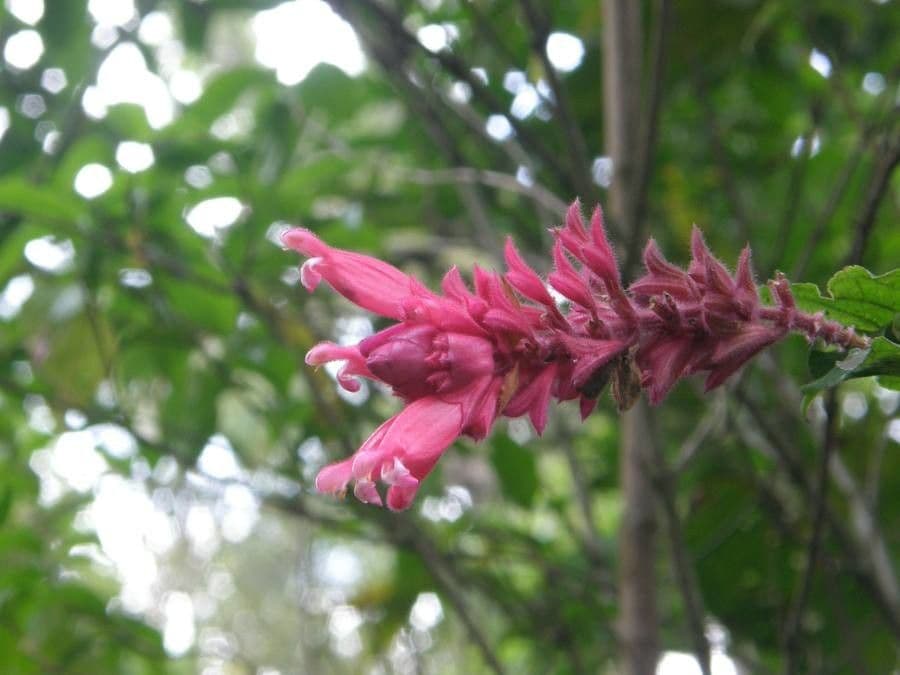 Centropogon granulosus