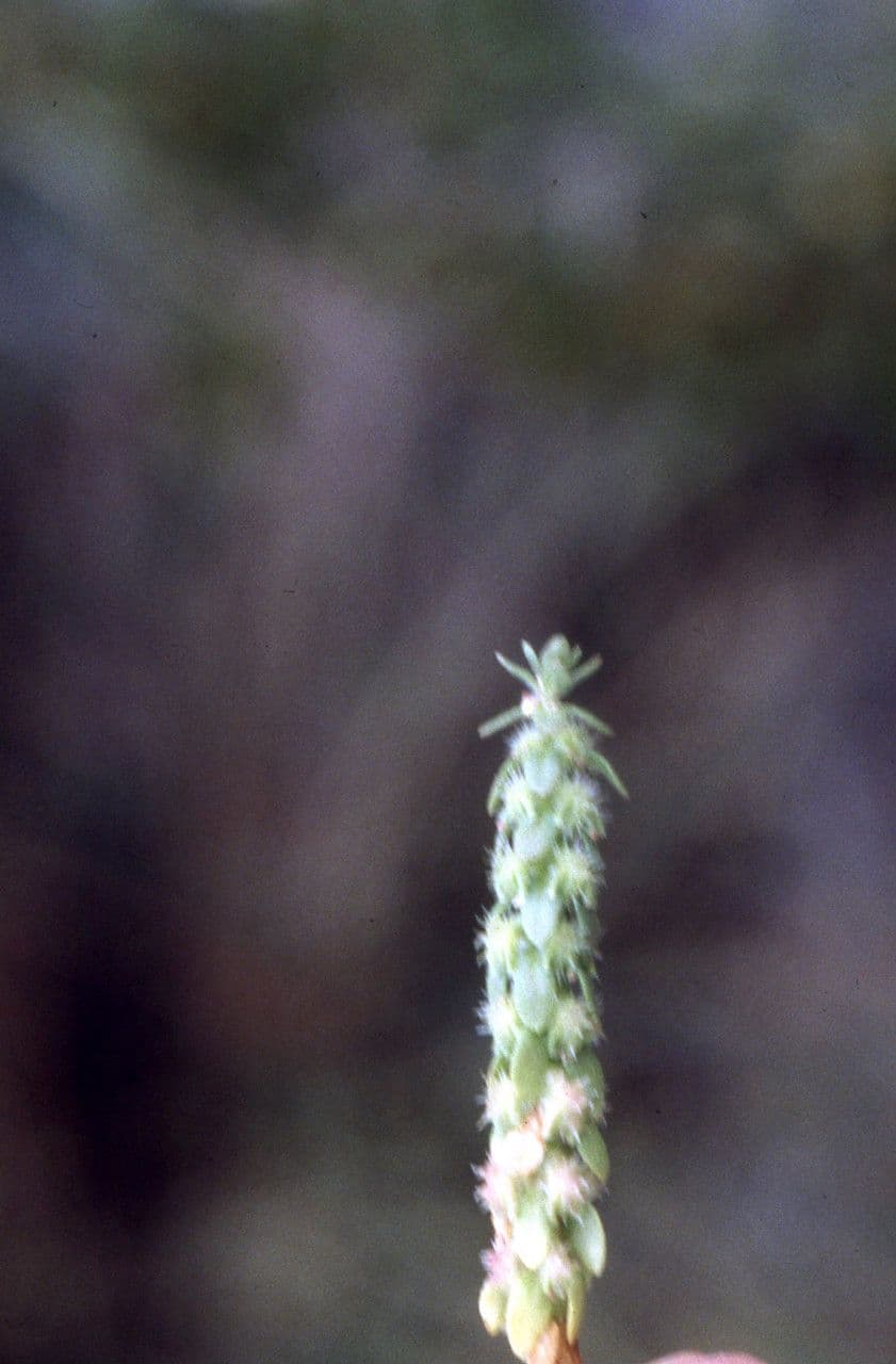 Valantia hispida 9