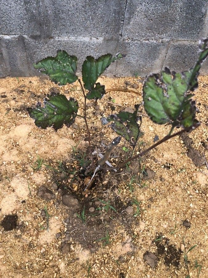 Boerhavia erecta 5