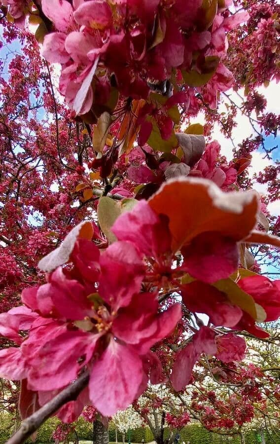 Melo da fiore del Giappone 8