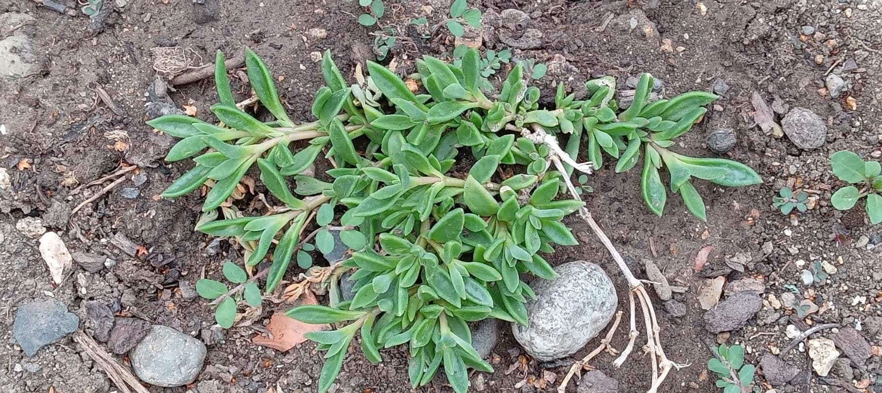 Pianta di ghiaccio 10