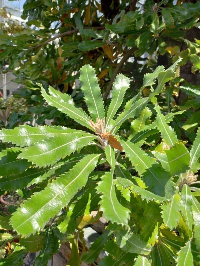 Banksia 14