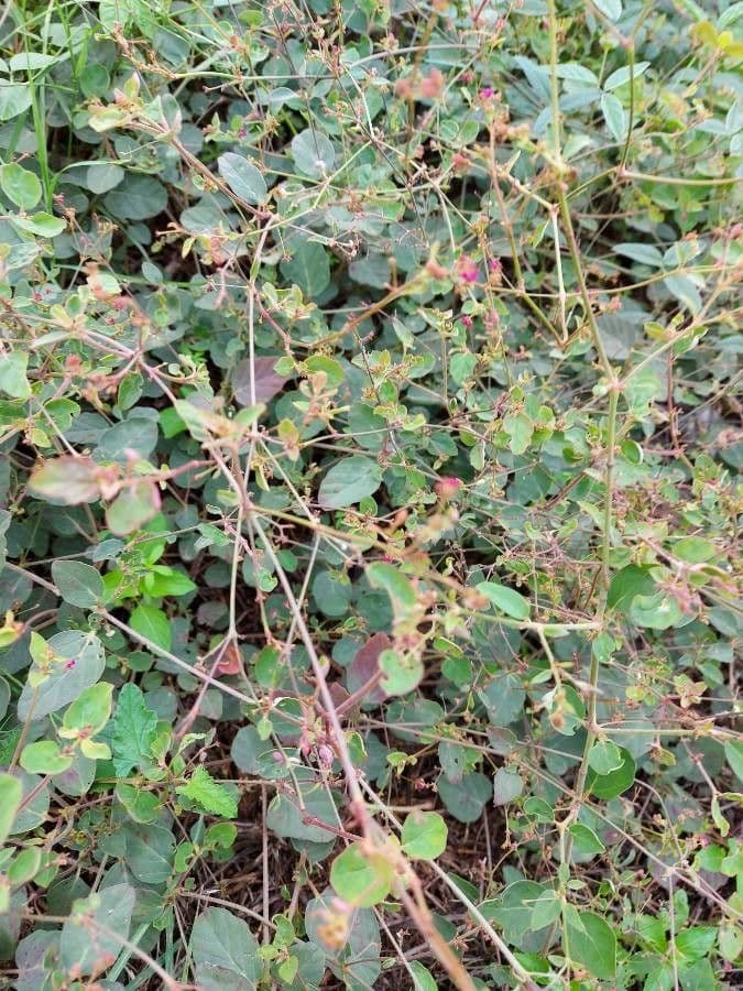 Boerhavia diffusa 15