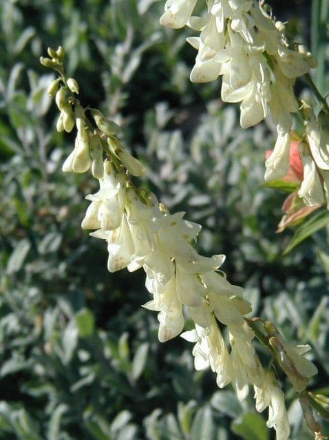 Erba croce gialla