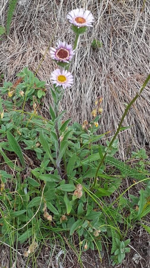 Erigeron alpino 29