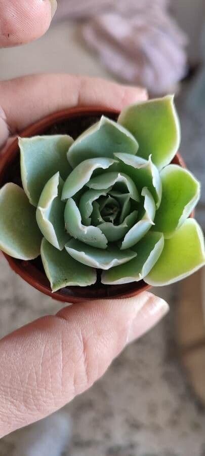Echeveria