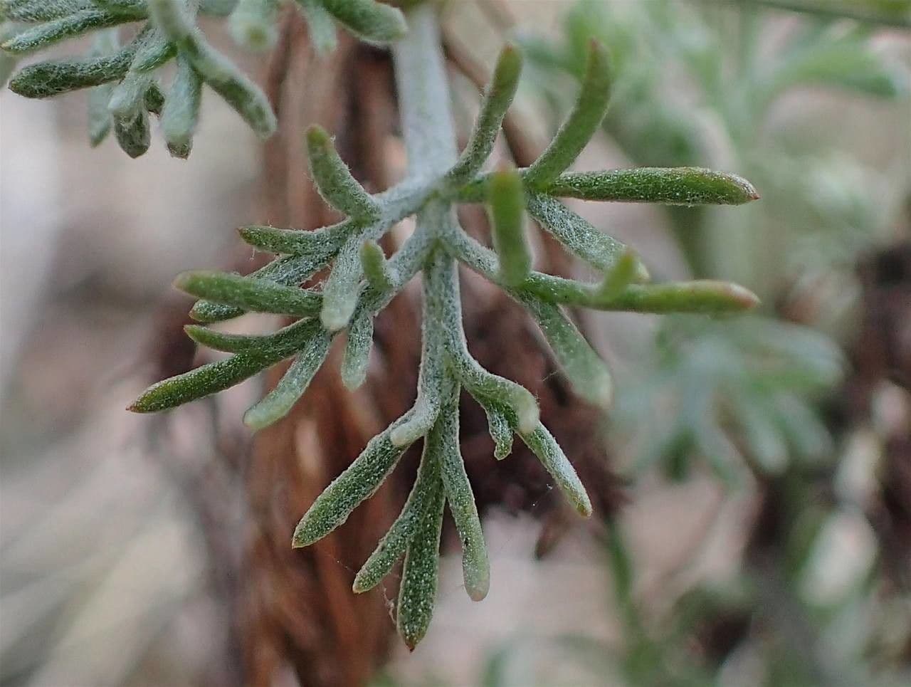 Weiße Artemisia 4