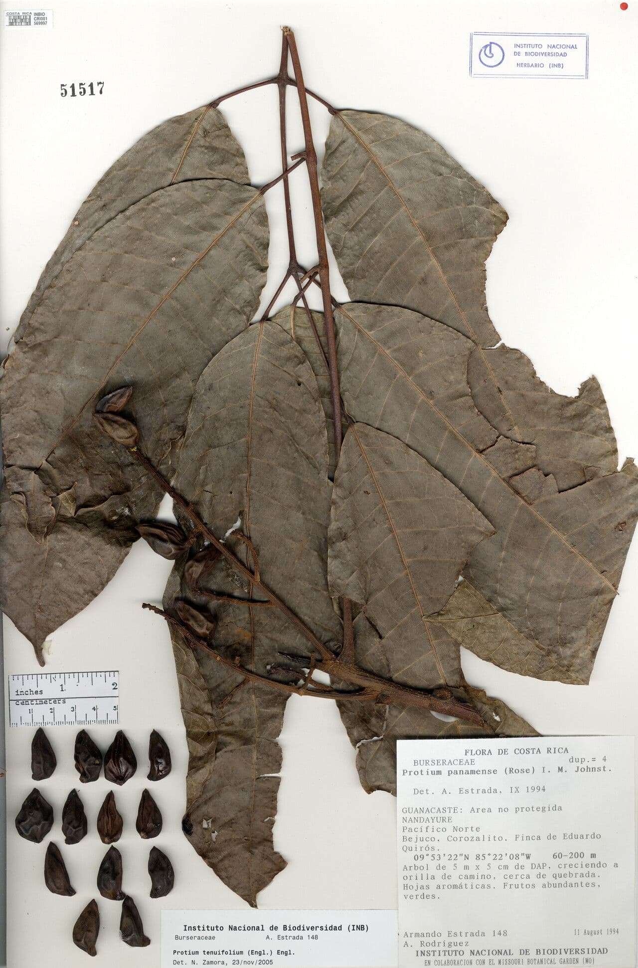 Protium tenuifolium 6