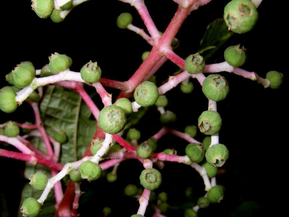 Miconia