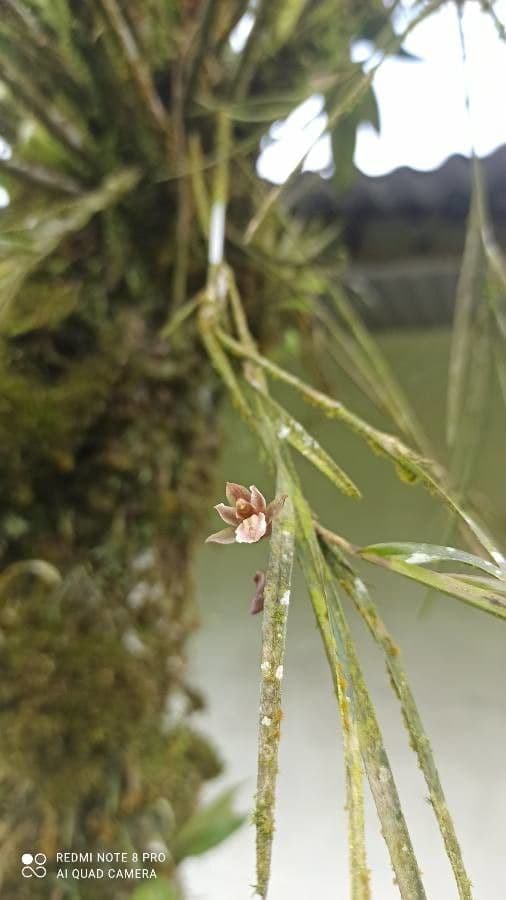 Scaphyglottis 7