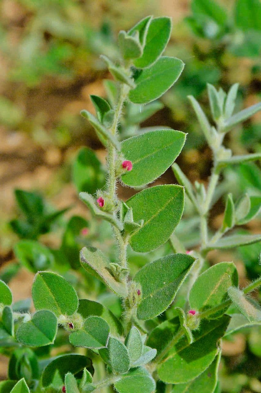 Indigofera