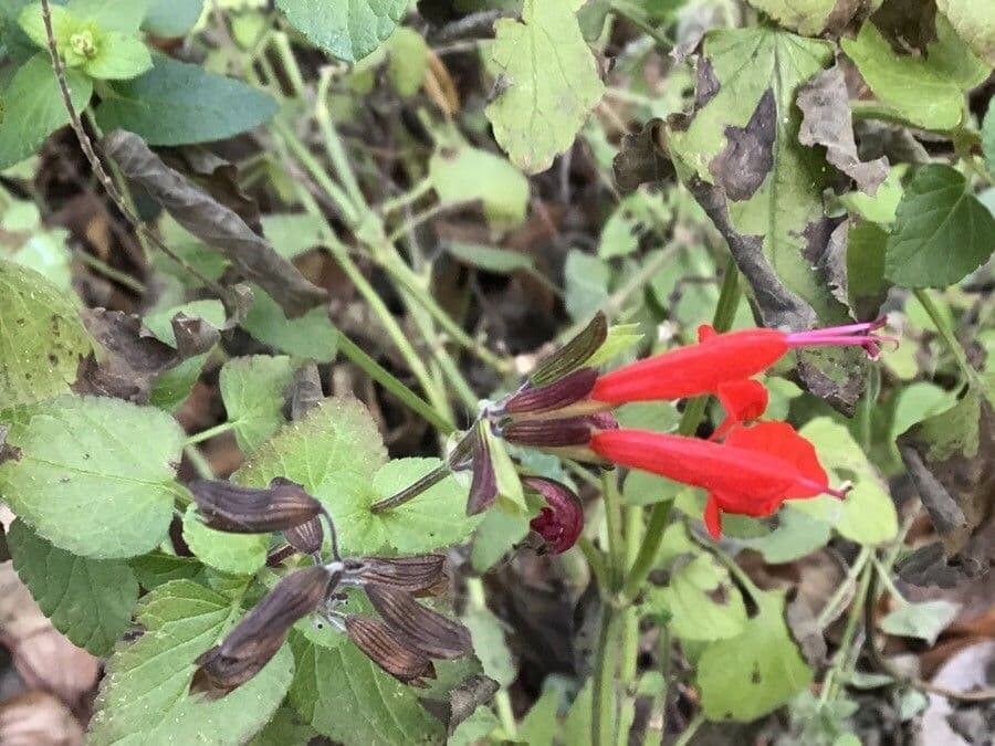 Salvia splendente 2