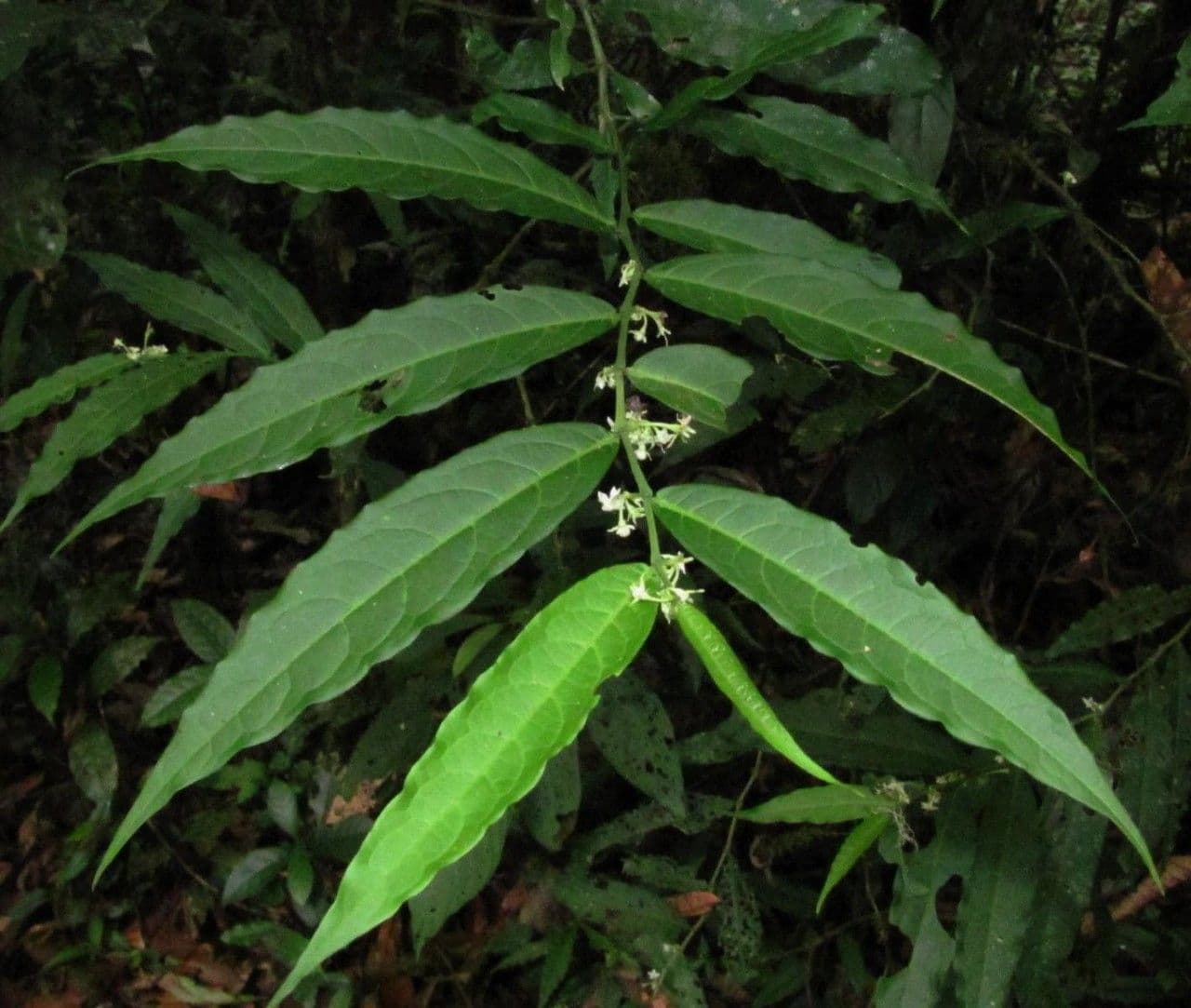 Solanum