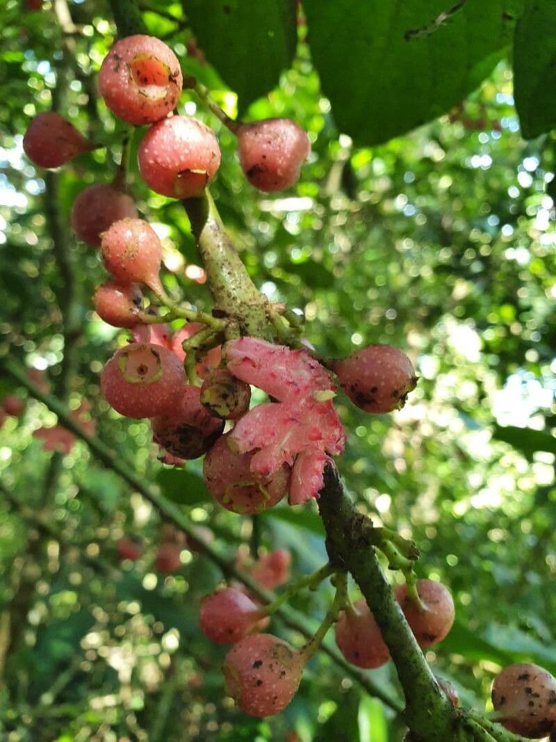 Siparuna thecaphora 5