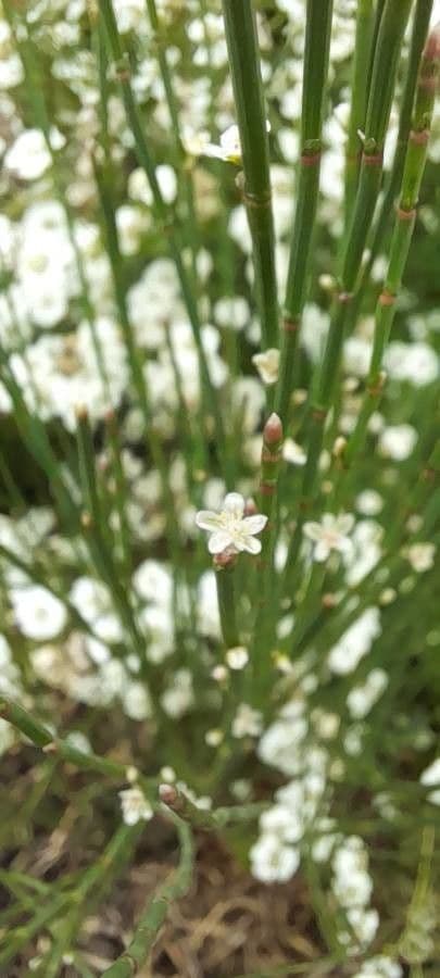 Polygonum 2