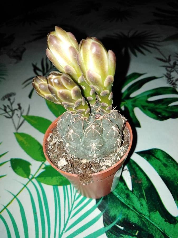 Gymnocalycium verde-rosso 9