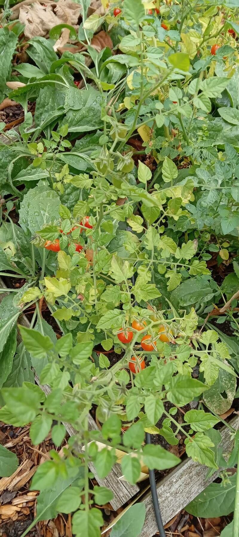Pomodoro ribes 14