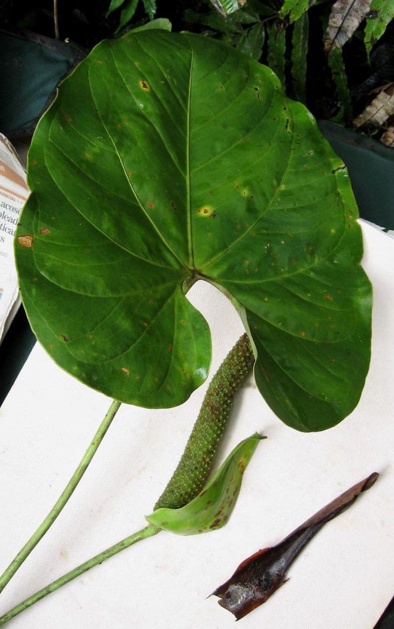 Anthurium 14