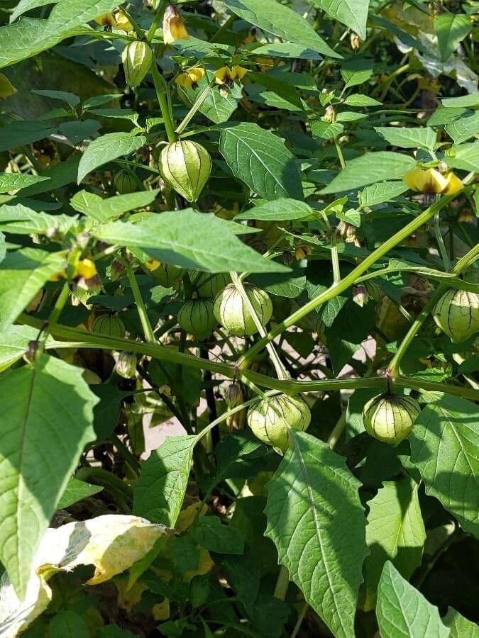 Tomatillo 6