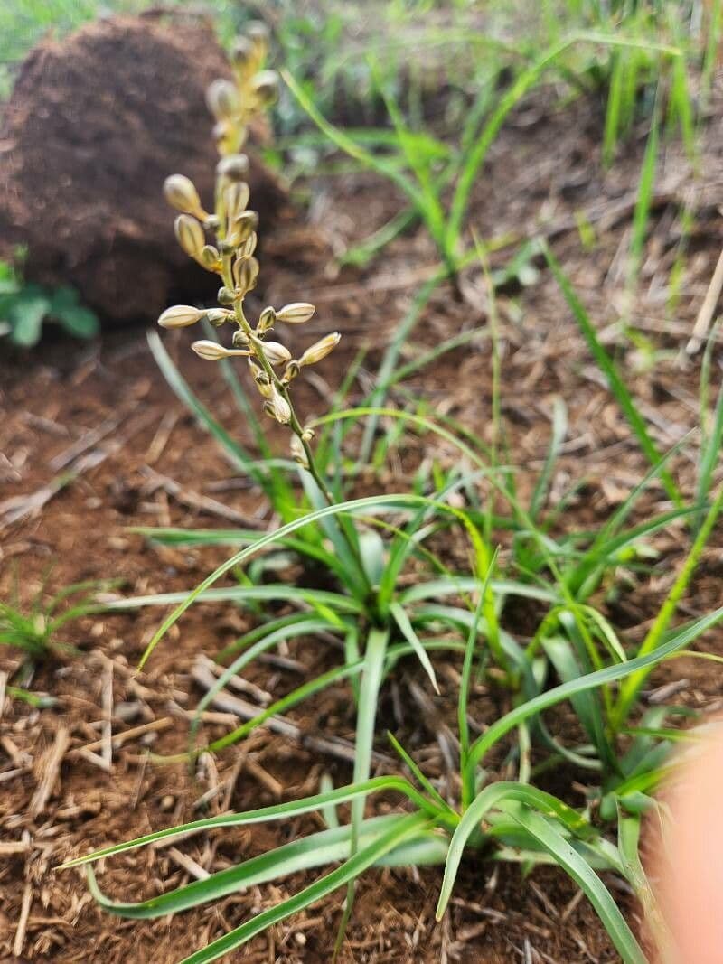 Trachyandra saltii 20