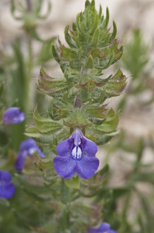 Texas-Salbei 3