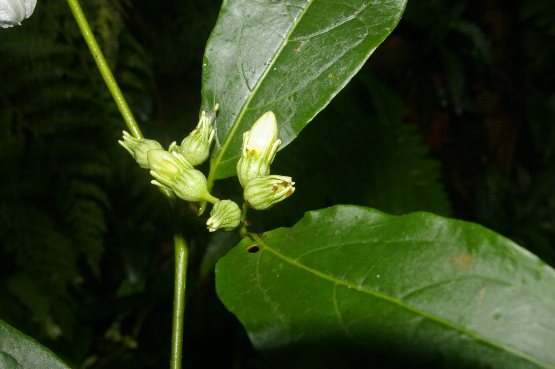 Lycianthes pauciflora 6