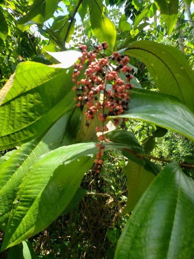 Miconia a tre nervature 5