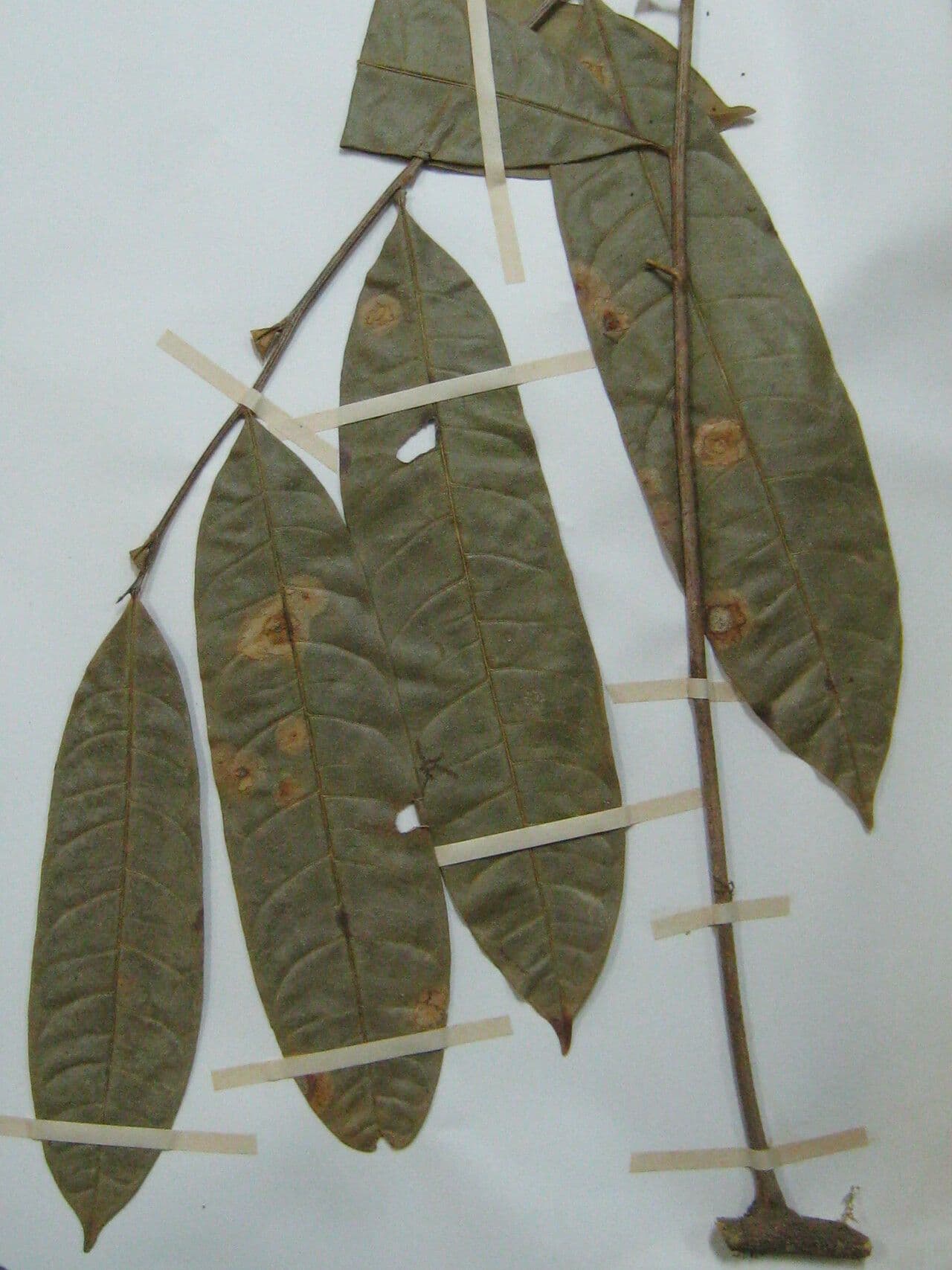 Pseudima 4