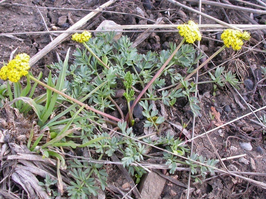 Lomatium 12