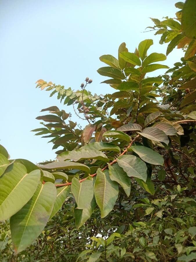 Duabanga 18