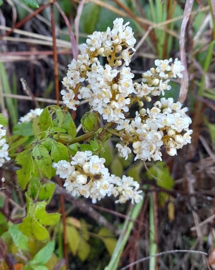 Serjania meridionale 3