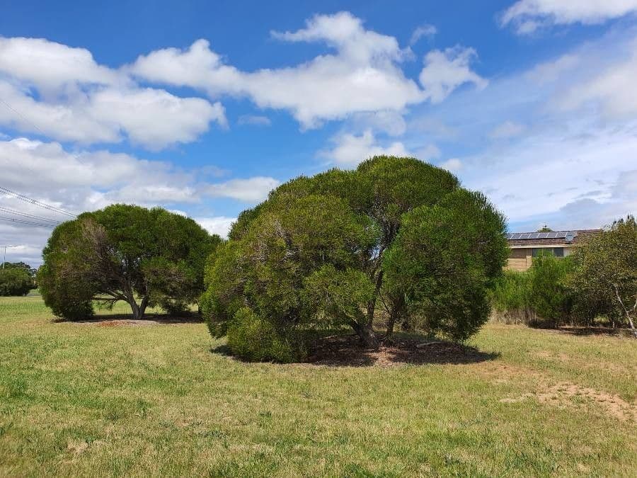 Melaleuca armillaris 15