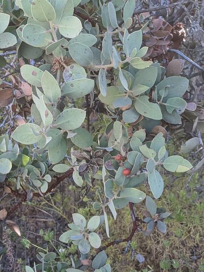 Arctostaphylos 16